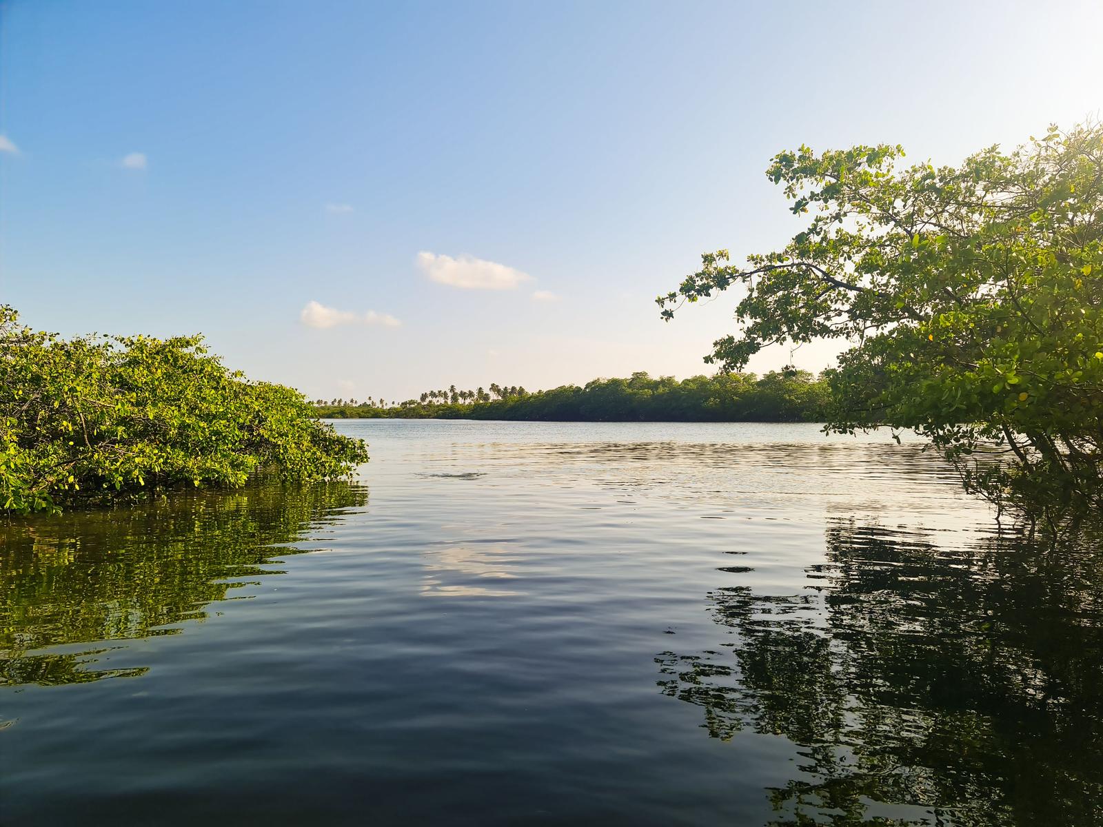 A calm mangrove creek under an open sky