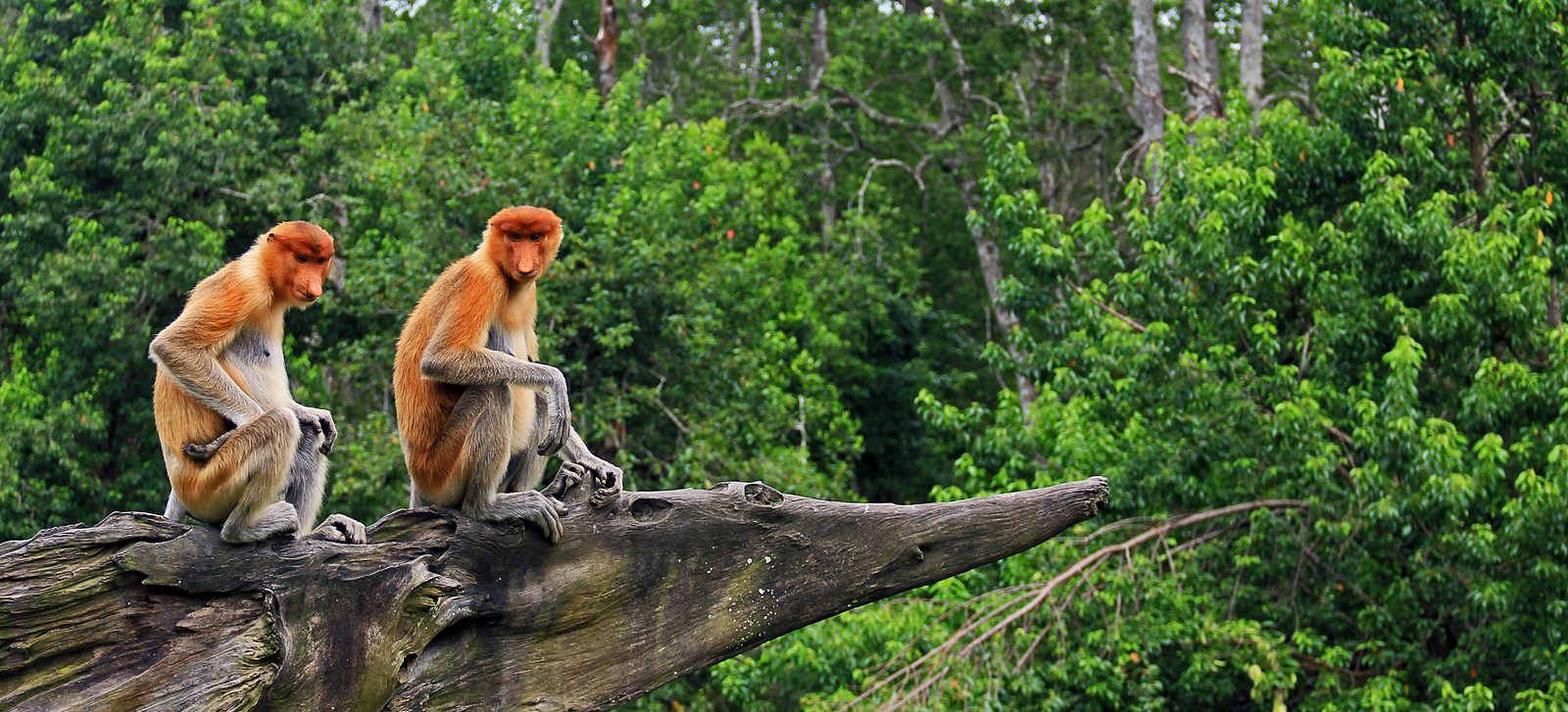 Two proboscis monkeys on a fallen tree in mangrove forest