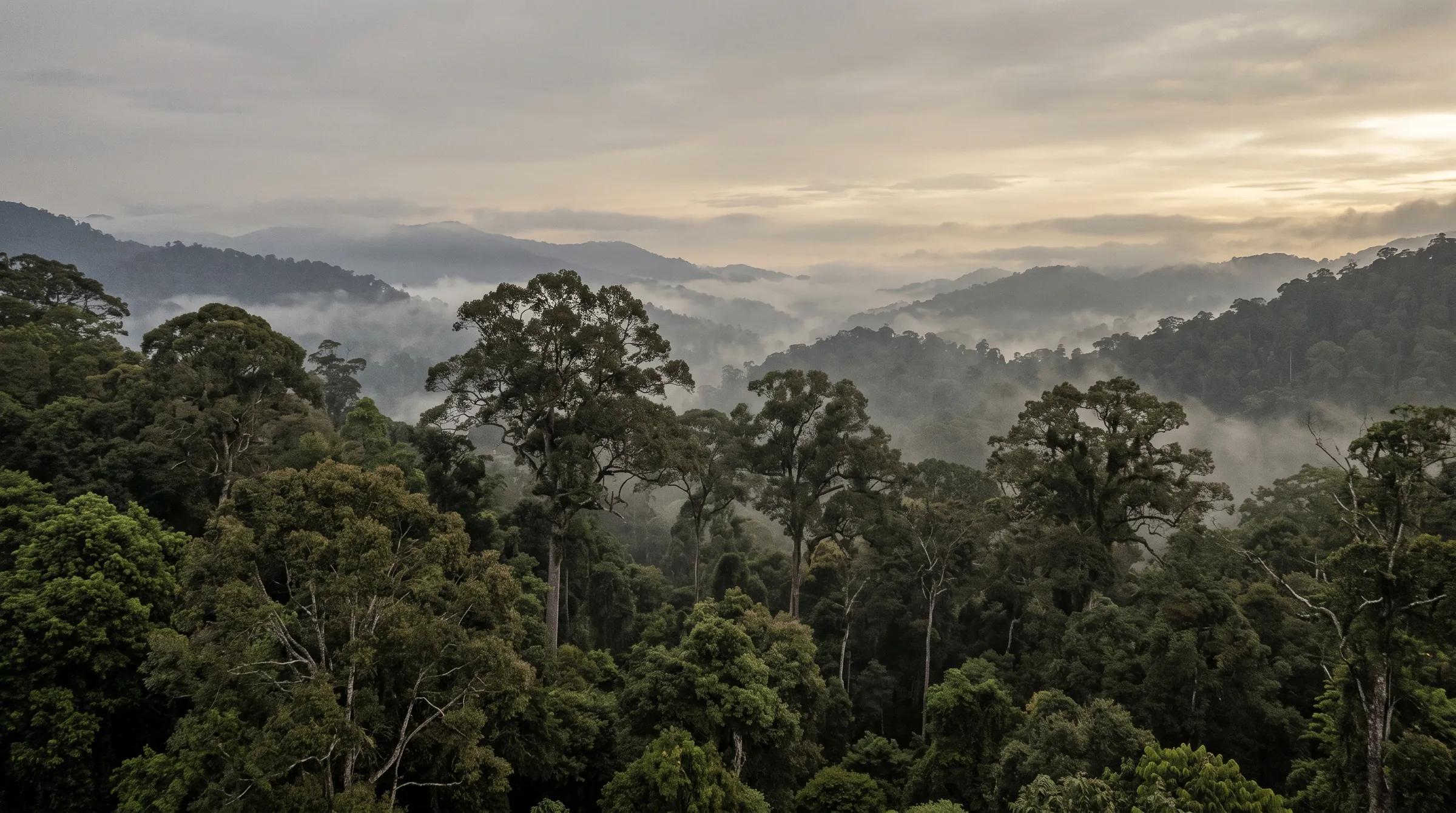Dawn over rainforest canopy, tall emergent trees in the foreground and forested ridges fading into low mist in the valleys