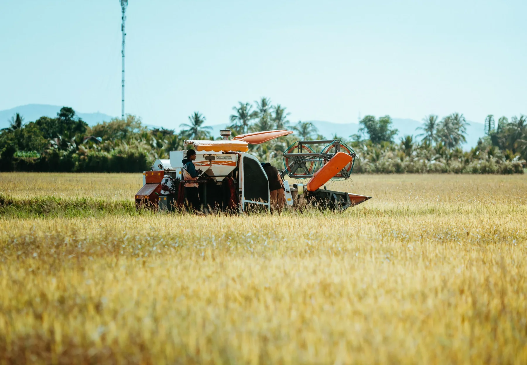 Combine harvester working a ripe field with palms and hills behind