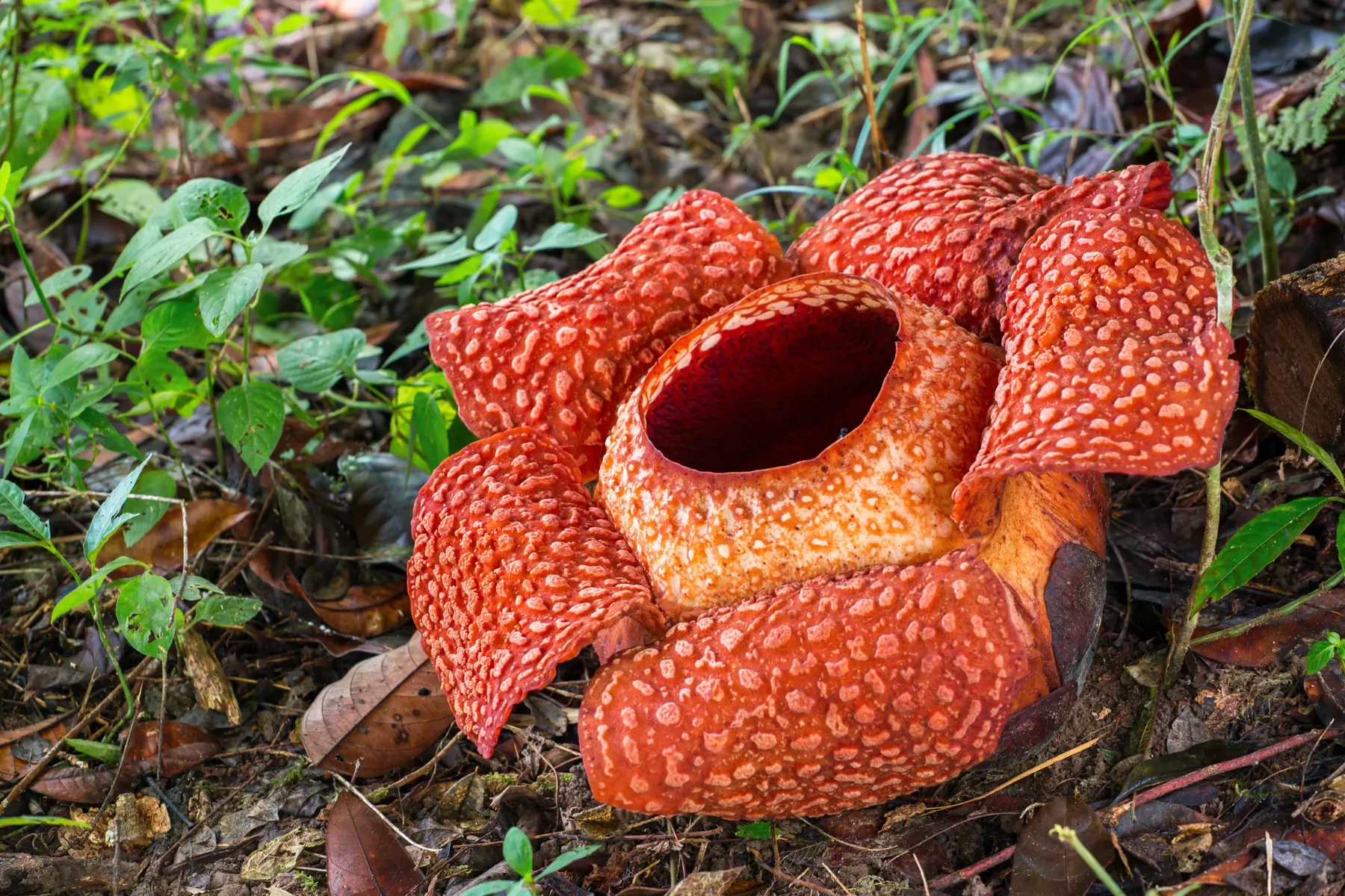 A Rafflesia bloom on the rainforest floor
