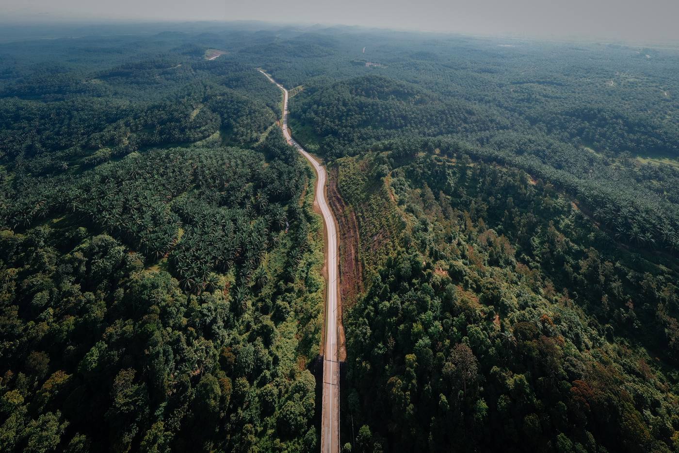 A single road running through hills of oil palm and forest in Sabah, photographed from the air